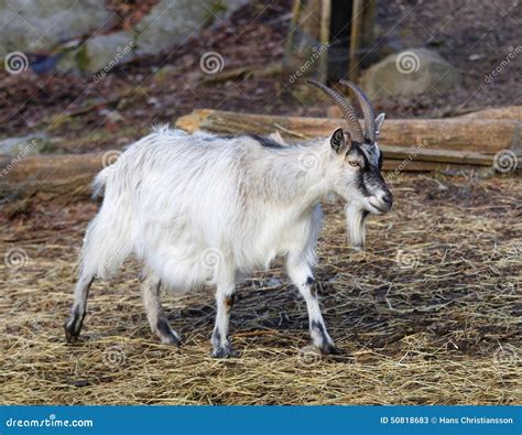 White Goat Walking Stock Image Image Of Farm Mammal 50818683