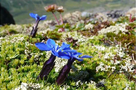 How alpine ecosystems are responding to climate change: It all comes ...