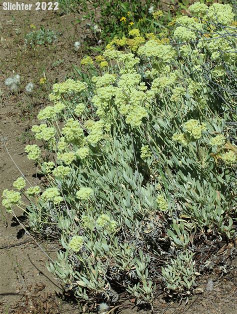 Parsnipflower Buckwheat Parsnip Flower Buckwheat Parsnip Flowered