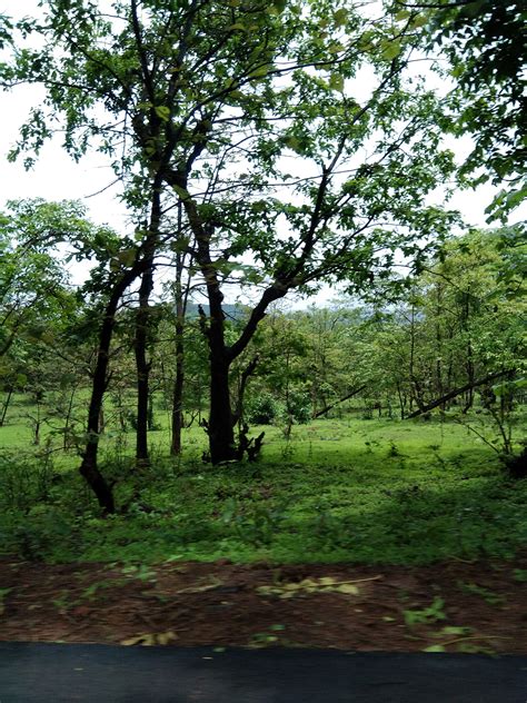 Green landscapes of Konkan in monsoon on Behance