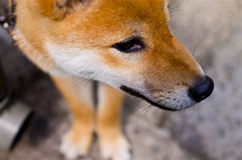 犬の鼻がいつも濡れているのはなぜ？その驚きの理由とは？ 愛犬との旅行ならイヌトミィ