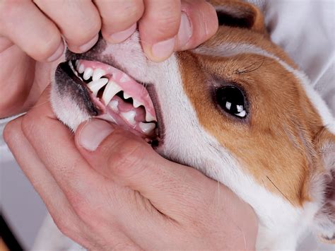 Symptomen Ontstoken Tandvlees Bij Een Hond Herken En Behandel