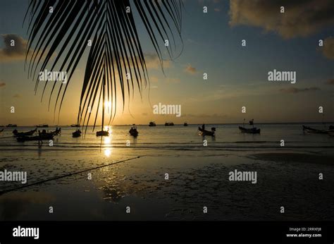 Beautiful Sunset On Tropical Beach Koh Tao Thailand Palm Tree Leaf