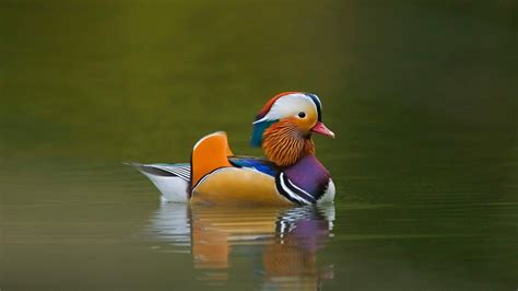 Cool Duck Wallpapers - Top Free Cool Duck Backgrounds - WallpaperAccess