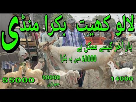 Lalukhet Bakra Mandi 7 8 2022 Bakra Rates Eid Adha Gulabi Goats