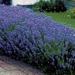 Lavendel Lavandula Angustifolia Imperial Gem