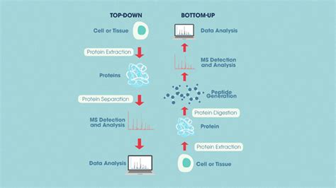 Proteomics Principles Techniques And Applications Technology Networks