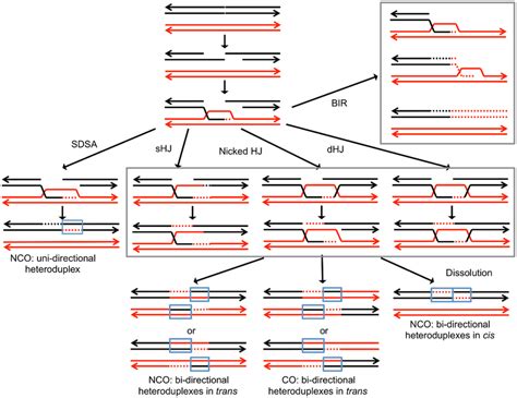 Pathways Of Homologous Recombination We Depict Recombination Events