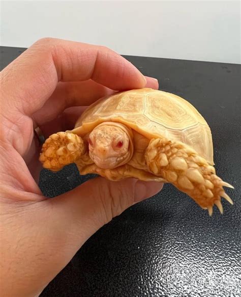 Albino Sulcata Tortoise Rainbow Reptiles