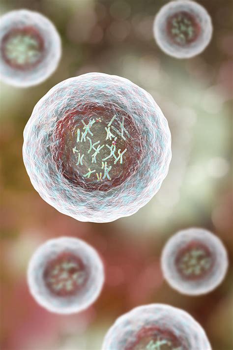 Human Cell With Chromosomes Photograph By Kateryna Kon Science Photo