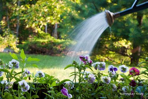 De Ahorro De Agua En El Riego De Plantas