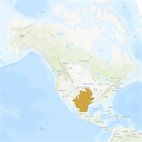 Definitive Guide To Texas Horned Lizard Facts, Habitat, Conservation