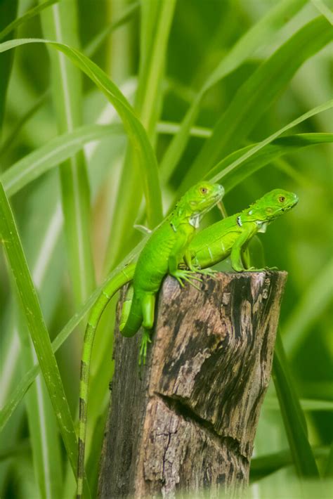 Green Iguana From El Bosque De La Lomita Palenque Chis M Xico