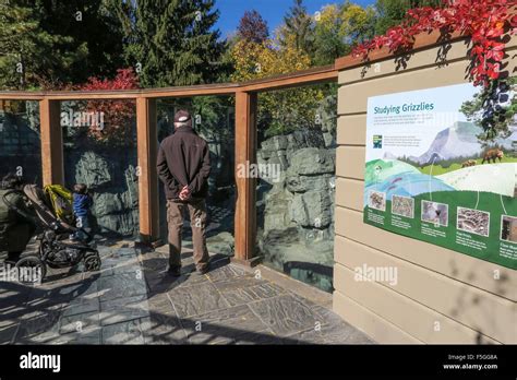 Grizzly Bear Habitat in Central Park Zoo, NYC, USA Stock Photo - Alamy