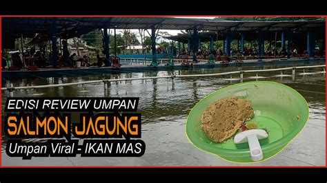 Tutorial Racikan Umpan Ikan Mas Review Kaka Receh Salmon Jagung