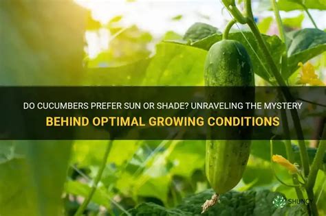 Do Cucumbers Prefer Sun Or Shade Unraveling The Mystery Behind Optimal