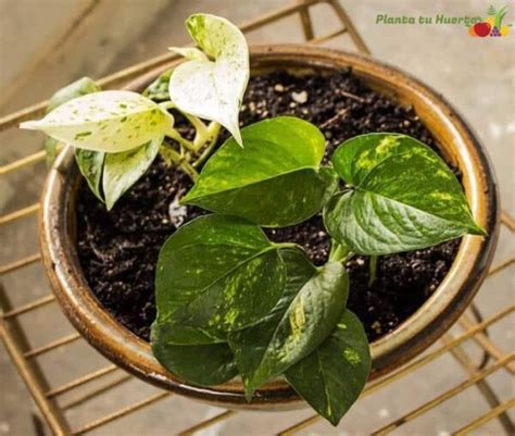 Planta Potus O Potos C Mo Cultivar Y Cuidar El Epipremnum Aureum