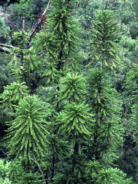 Wollemi Pine Inglenookery