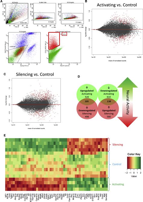 Neuronal Activity Regulates Blood Brain Barrier Efflux Transport