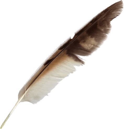 Feather With Transparent Background At Webfaithblog Blog