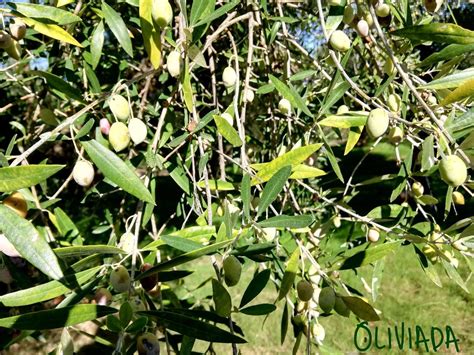 Why Olive Tree Leaves Turning Yellow Reasons Prevention