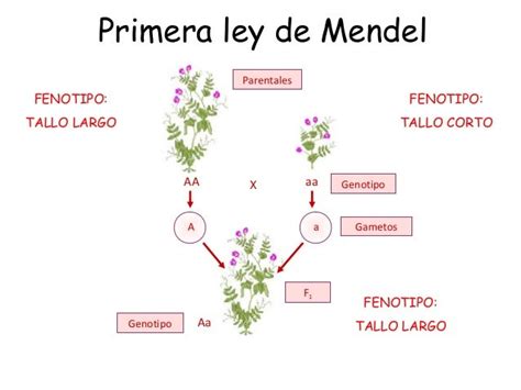 Las Leyes De La Herencia