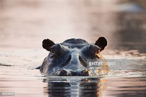 11353 Picture Of Hippopotamus Stock Photos High Res Pictures And