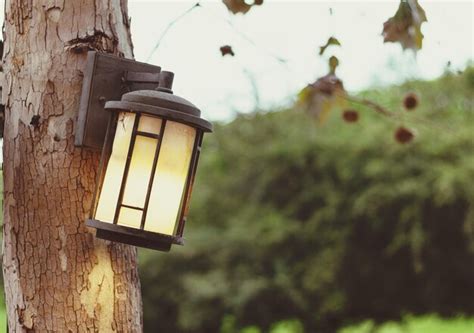 Premium Photo | Low angle view of lantern hanging on tree