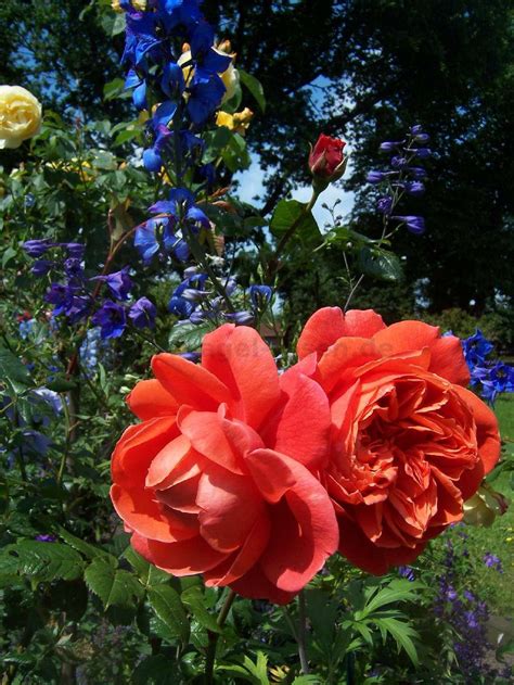 Summer Song ® – English Rose – buy at AGEL ROSEN