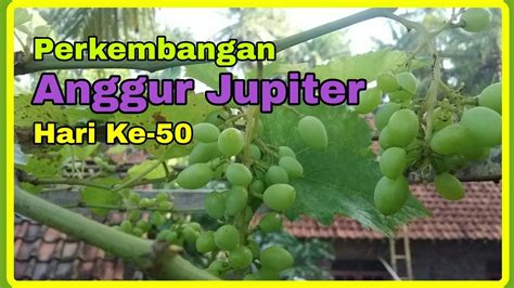 Anggur Jupiter Part 2 Hari Ke 50 Setelah Pangkas YouTube