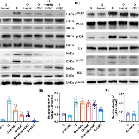 Mir A Suppresses The Total Expression And The Activation Of Rac