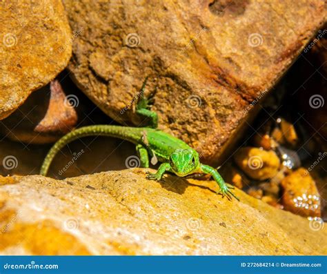 Podarcis Waglerianus Lizards In The Wild Stock Photo Image Of