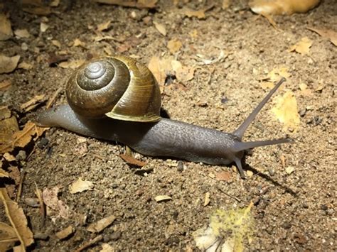 Southern California Shoulderband Helminthoglypta Tudiculata