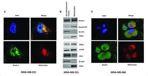 Notch1 Co Localizes With Mitochondria In Tnbc Cells A Mda Mb 231