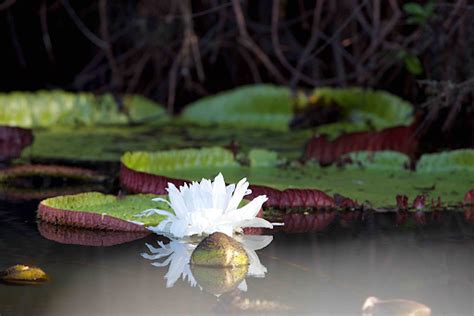 Voc Sabe Quais S O As Principais Flores Do Pantanal Sos Pantanal