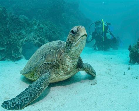 Experience Ningaloo Reef Tours And Diving Adventures Coral Bay