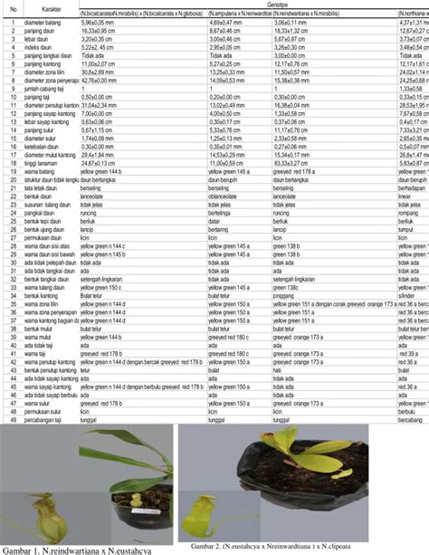 KARAKTERISASI MORFOLOGI HYBRID KANTONG SEMAR NEPENTHES SPP DI INDONESIA