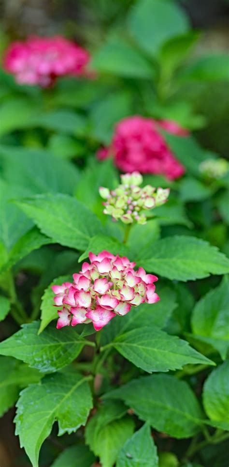 Plantkunde Bloem Plaat Hortensia Gratis Foto Op Pixabay Pixabay