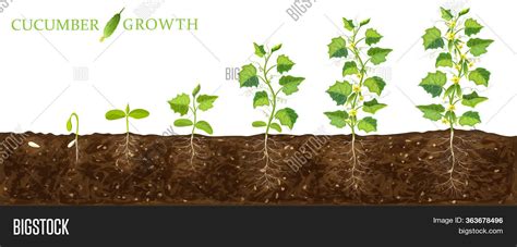 Cucumber Plant Growth Image And Photo Free Trial Bigstock