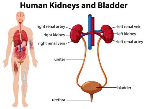 Human Kidneys and Bladder 359442 Vector Art at Vecteezy