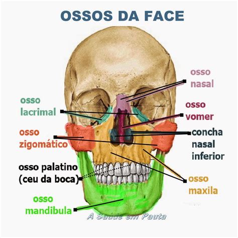 Desenhos De Ossos Do Corpo Humano