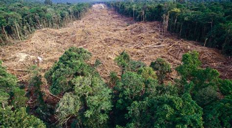 A Gazeta Campeão de desmatamento Pará retira apoio da PM em ações do