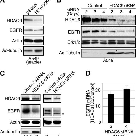 HDAC6 Knock Down Reduces EGFR Stability A A549 Cells With Stable