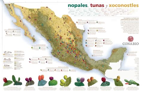 Nopales Biodiversidad Mexicana