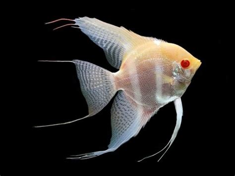 Zebra Albino Angelfish Diapteron Shop