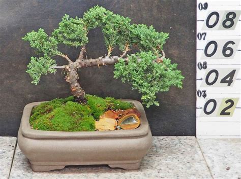 Dwarf Japanese Juniper Ju1f 1