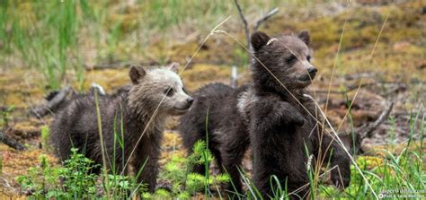 Jasper Evening Wildlife Tour