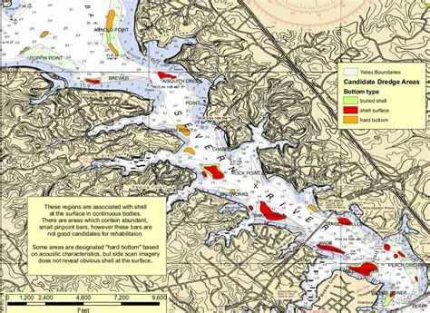 A Fisherman's Best Friend - Oyster Reefs! | Severn River Association