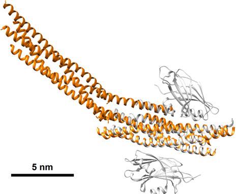 Figures And Data In Molecular Determinants Of Complexin Clamping And