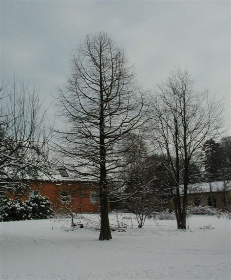 Bald Cypress (Taxodium distichum) - Great Plains Nursery